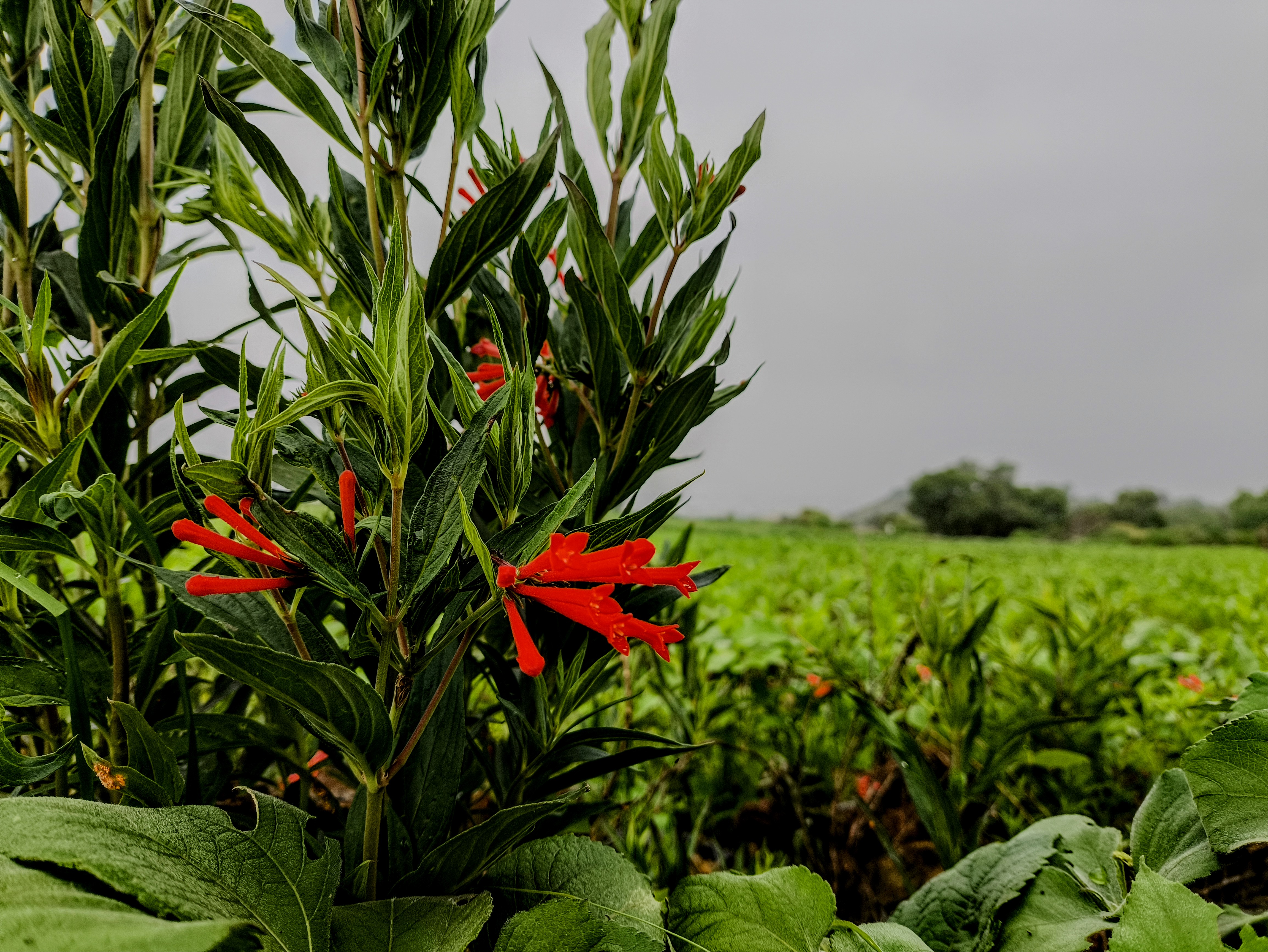Flores fotografiadas
